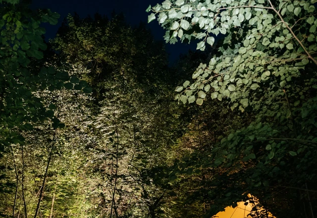 Forest Dew / Форест Дью Мероприятия у нас - фото 20
